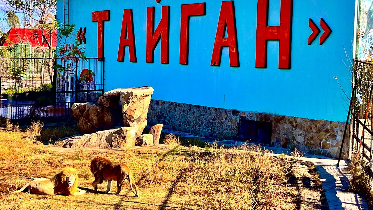Вы сейчас просматриваете Парк ЛЬВОВ ТАЙГАН в Крыму-ОБАЛДЕТЬ,что за МЕСТО!Честный ОБЗОР Сафари и Зоопарка! Крым Белогорск 2023