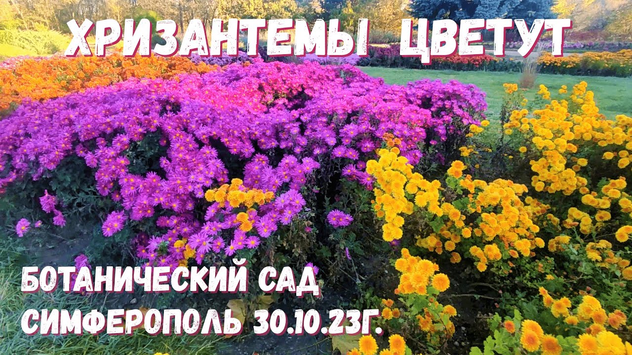 Вы сейчас просматриваете КРАСКИ осени🍁ХРИЗАНТЕМЫ цветут/Ботанический сад Симферополя/Воронцовский парк/Крым🍂 30 10 23г.