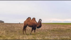 Подробнее о статье В Черноморском теперь живут настоящие Верблюды Крым сегодня