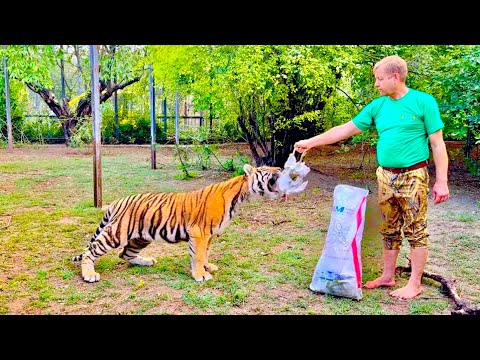 Подробнее о статье Будни Олега Зубкова-накормить с рук тигра курицей и самому полакомиться вишней среди хищников!